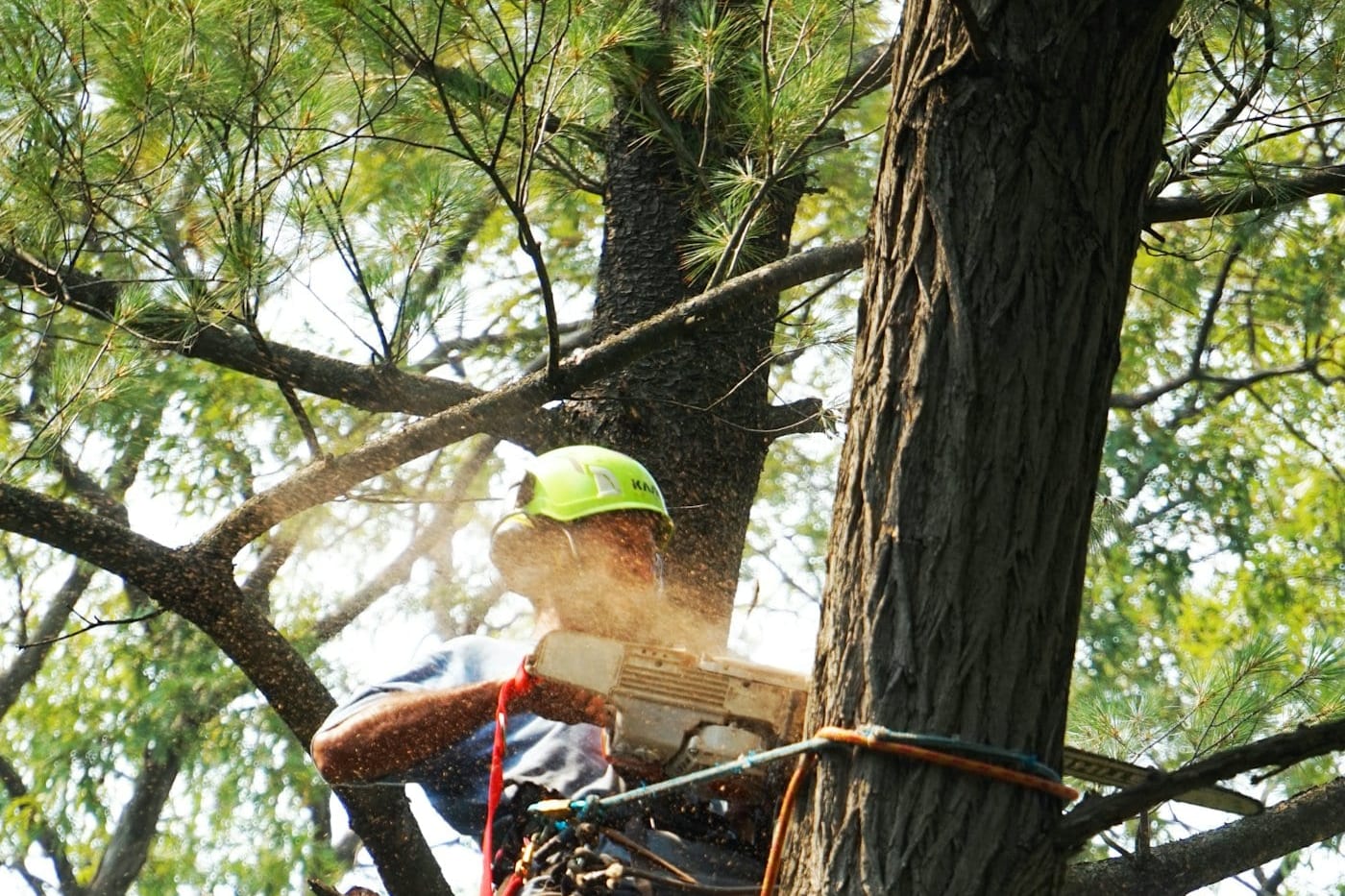 De grands arbres matures dans une cour résidentielle